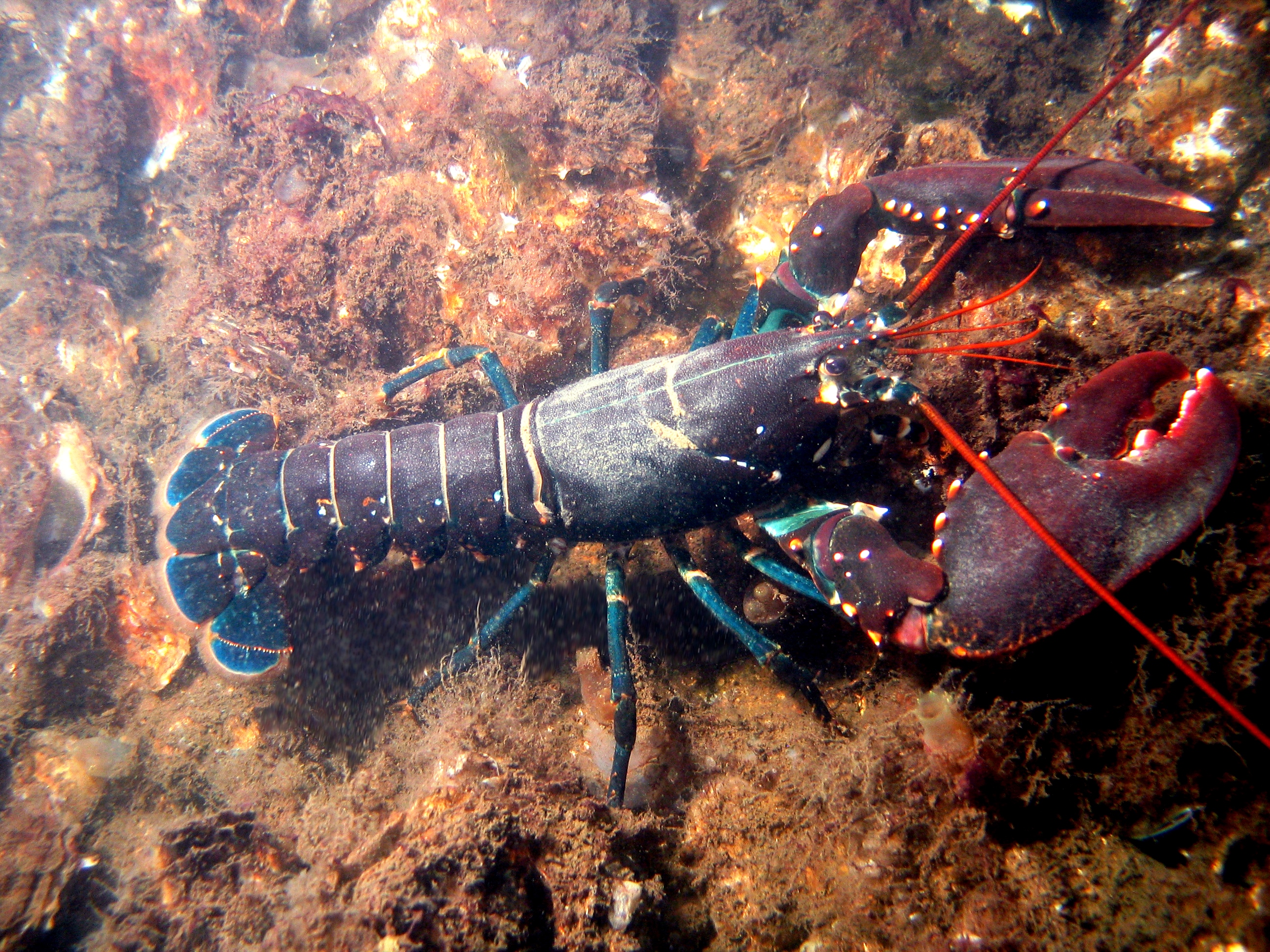 Homard européen - Bart Braun